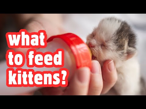 What Do Baby Cats Eat - Ultimate Kitten Nutrition Guide