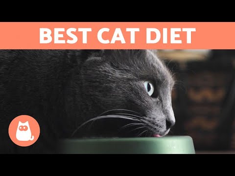 What is the Best DIET for a CAT? 🐱🍗 Feline Nutritional Needs