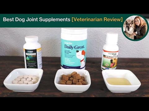 Best Joint Supplements for Dogs [Veterinarian Review]