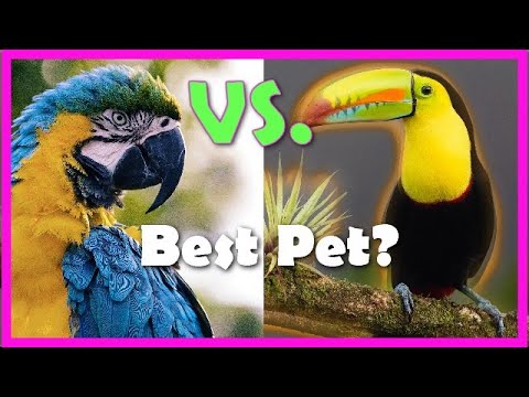 Toucans vs. Parrots | Which is the Better Pet?