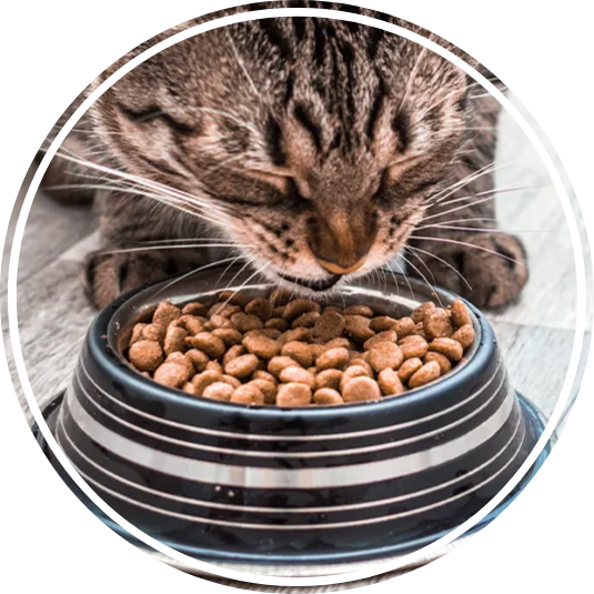 Dry Cat Food